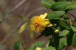 Shrubby St. Johnswort